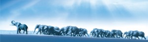 公司介绍